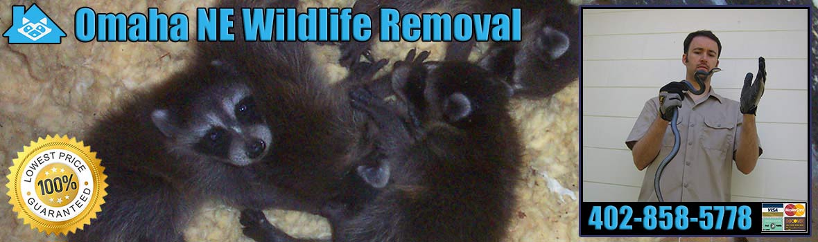 Omaha Wildlife and Animal Removal